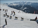 Sled dogs